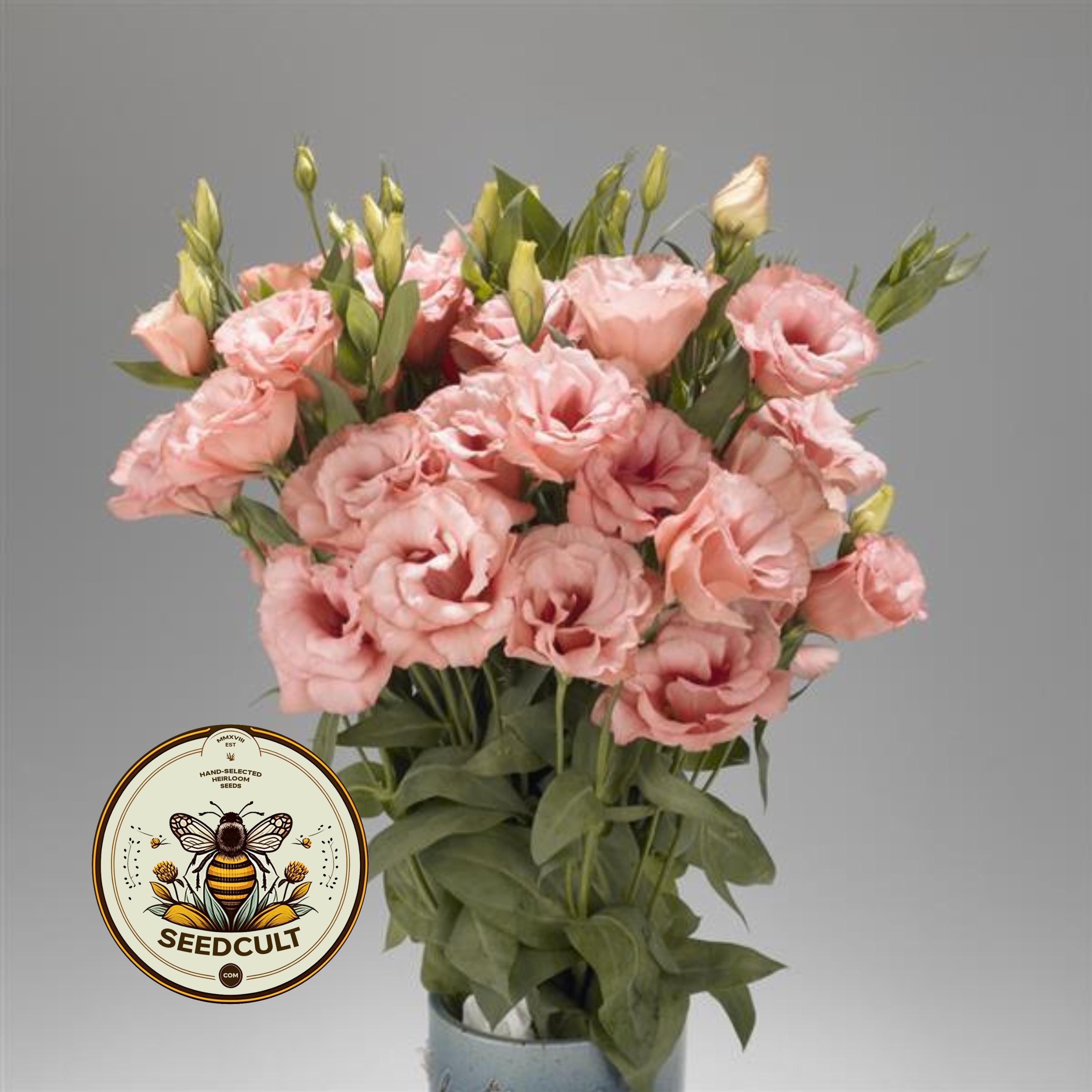 NEW! Super Magic Apricot Lisianthus, Cut Flowers, Eustoma Grandiflorum, EU5420P