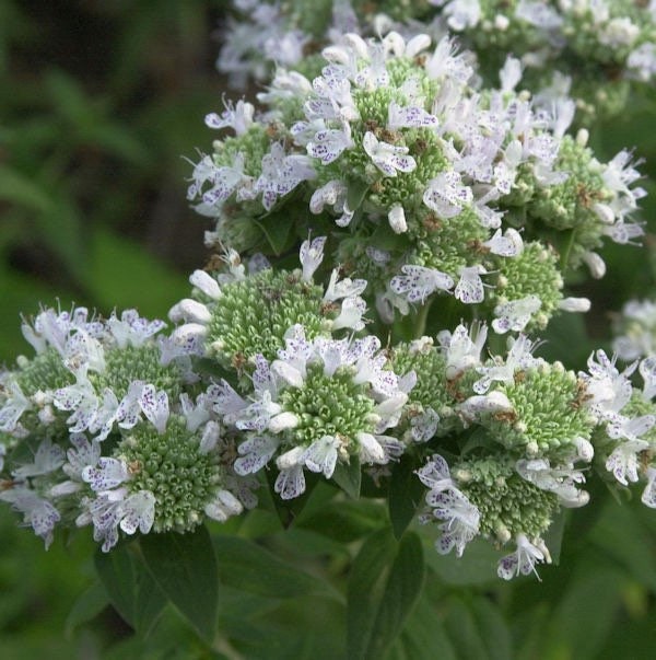 Bulk Mountain Mint Seeds, Native American Pycnanthemum pilosum, Hairy Mountain Mint PY011C