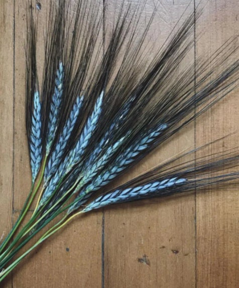 Utrecht Blue Wheat Seeds, Edible and Ornamental, Triticum Durum TR8025