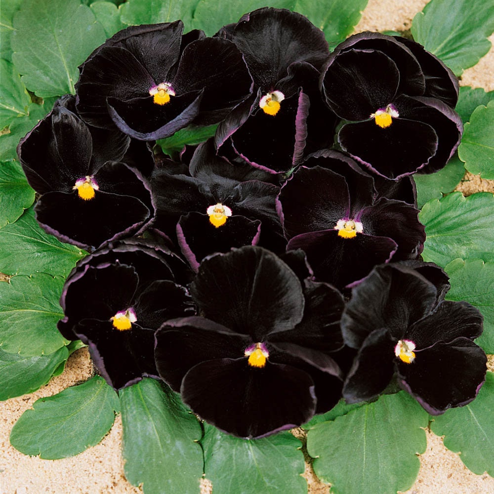Black Devil Pansy Seeds, Viola wittrockiana VL0125