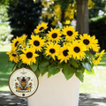 Sunfinity Yellow Sunflower Seeds, Continuous Blooms, Branching Sunflower, HA2605