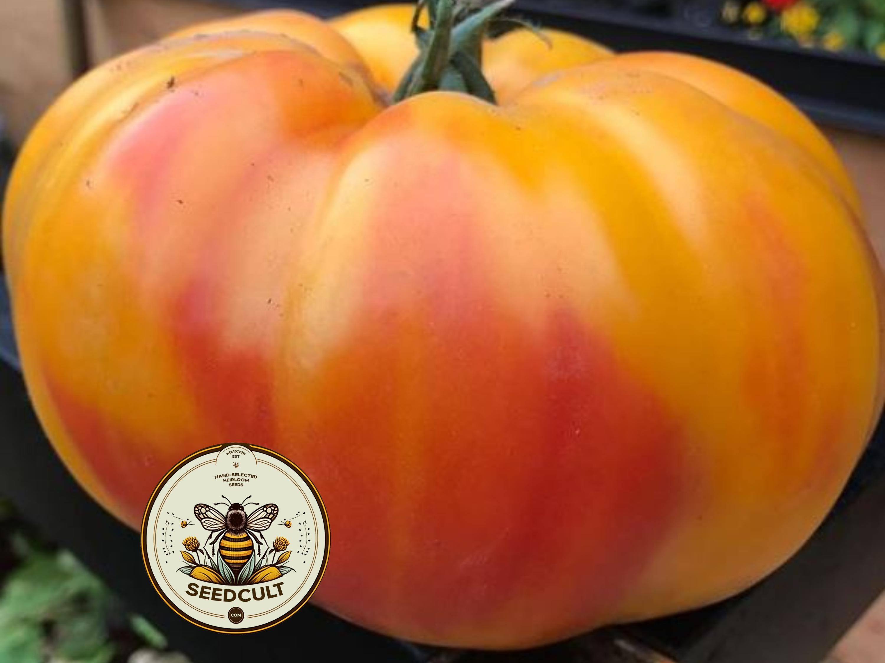 Gold Medal Tomato Seeds, Solanum Lycopersicum LY4025