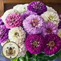 Blueberry Cheesecake Zinnia Seeds Mix, Purple-Blue, Lavender and White, Zinnia Elegans ZE441C
