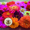 California Giant Zinnia Seeds, Rainbow Color Mix, Zinnia Elegans ZE021C