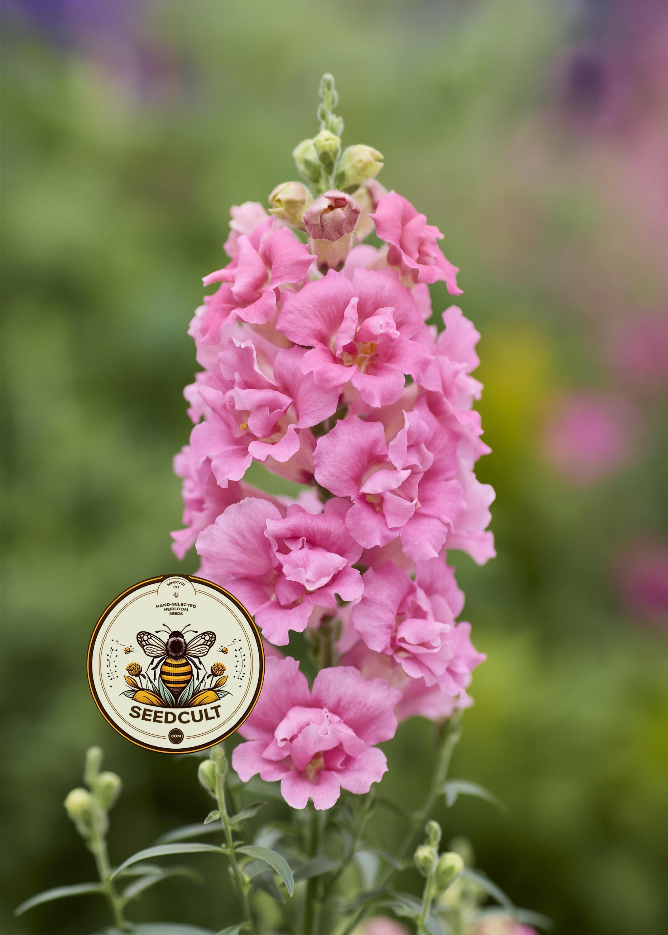 Doubleshot Hot Pink Snapdragon