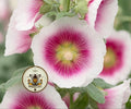 HALO BLUSH HOLLYHOCK