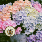 Pastel Mix Phlox Seeds, Rainbow Pastels, Native Annual Seeds, PH561C