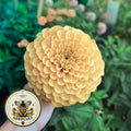 Isabellina Peach Zinnia Seeds, Zinnia Elegans, ZE451C