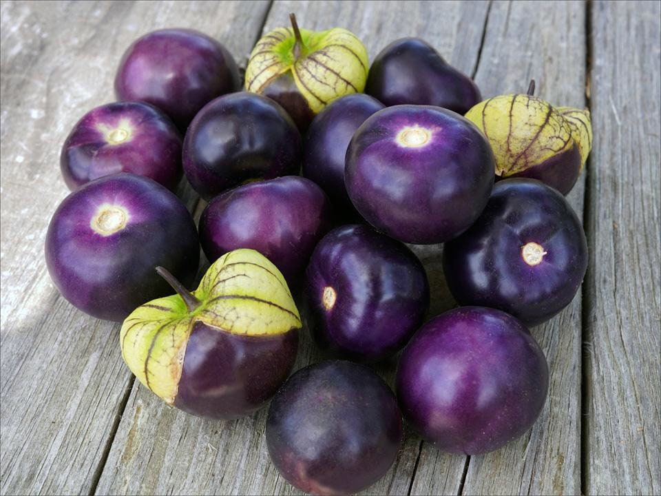 Organic Purple Tomatillo, Physalis Ixocarpa Seeds, Salsa Verde PH0325