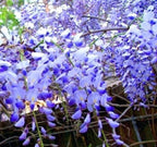 5 Blue Moon American Wisteria seeds, Wisteria Macrostachya, Ships from US WM4005
