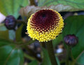 Medicinal Toothache Plant Seeds, Organic Bullseye Natural sore throat treatment, Home Remedy,  Spilanthes Acmella SP4150