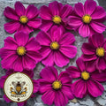 Candy Floss Red Cosmos Seeds, Cosmos Bippinatus CO1825