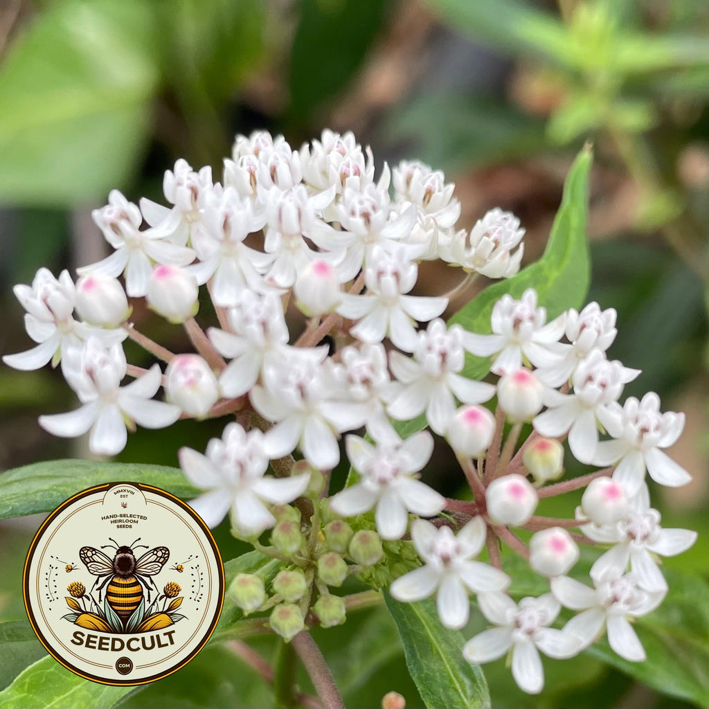 White Swamp Milkweed, Asclepias Perennis MW0925