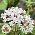 White Swamp Milkweed, Asclepias Perennis MW0925