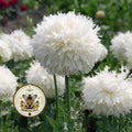 Swans Down Poppy