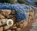 NEW! Cascade Blue Rockcress Seeds, Aubrieta, Rock Wall, Ground Cover, Hanging Basket, Aubrieta Cultorum AU0350