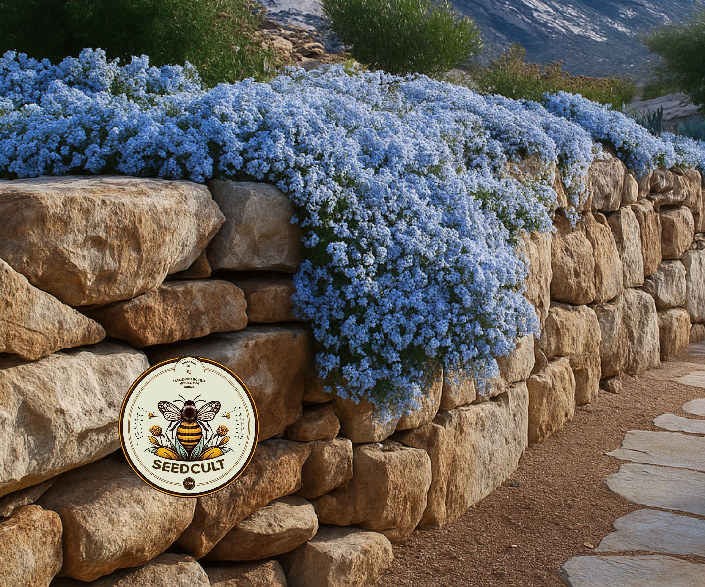 NEW! Cascade Blue Rockcress Seeds, Aubrieta, Rock Wall, Ground Cover, Hanging Basket, Aubrieta Cultorum AU0350