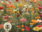 1000 Painted Daisy Seeds, Bulk Chrysanthesus Carinatus CR411M
