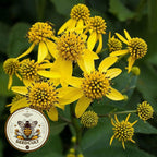Wingstem Seeds, Native Wildflower, Verbesina Alternifolia VB0125