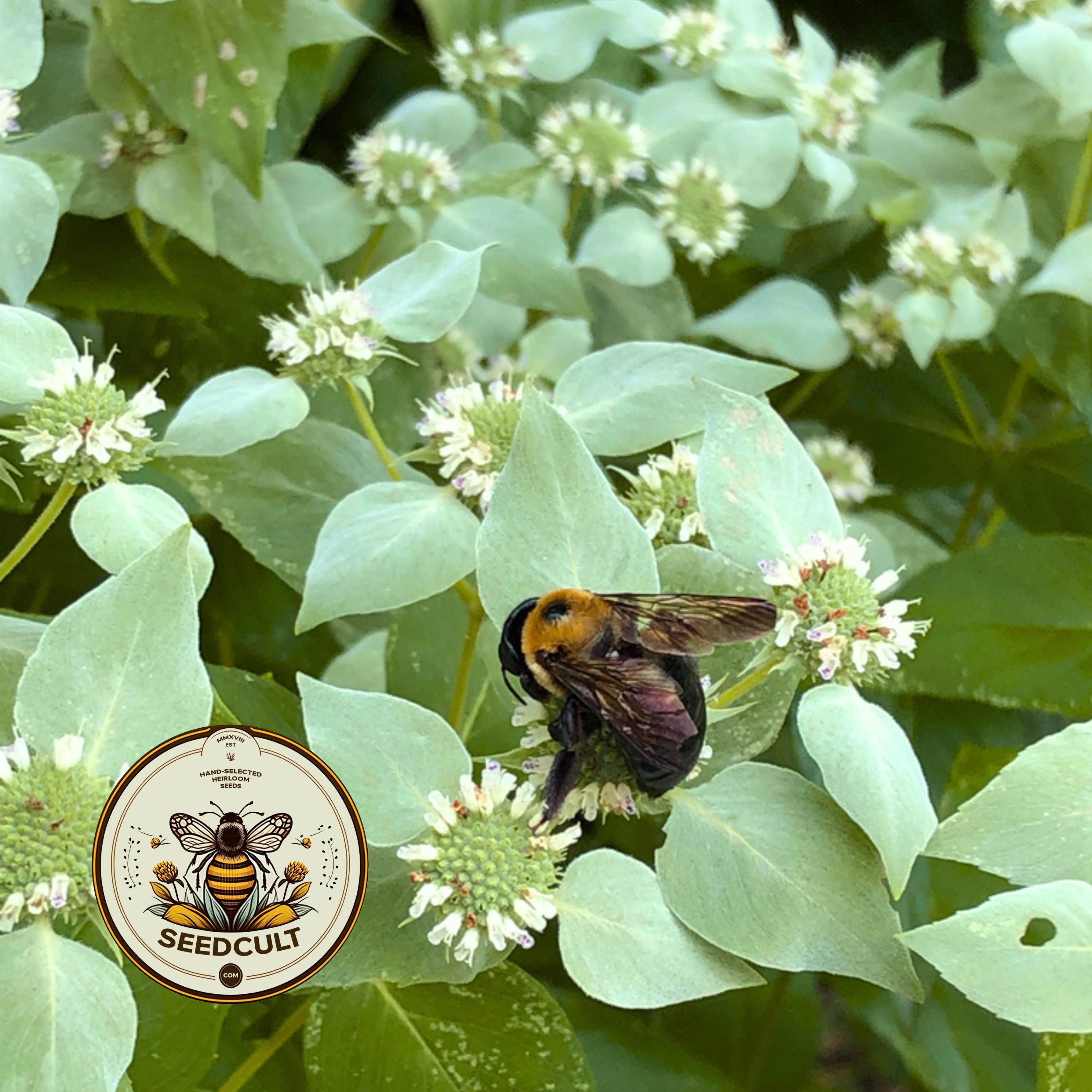 CLUSTERED MOUNTAIN MINT