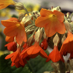 Orange Tibetan Cowslip Seeds, Primula Florindae, Fragrant Orange Perennial for Bogs & Streamsides, Giant Cowslip, PM3710