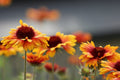 Bulk Native Great Blanket Flower Seeds, Gaillardia Aristata GP022C