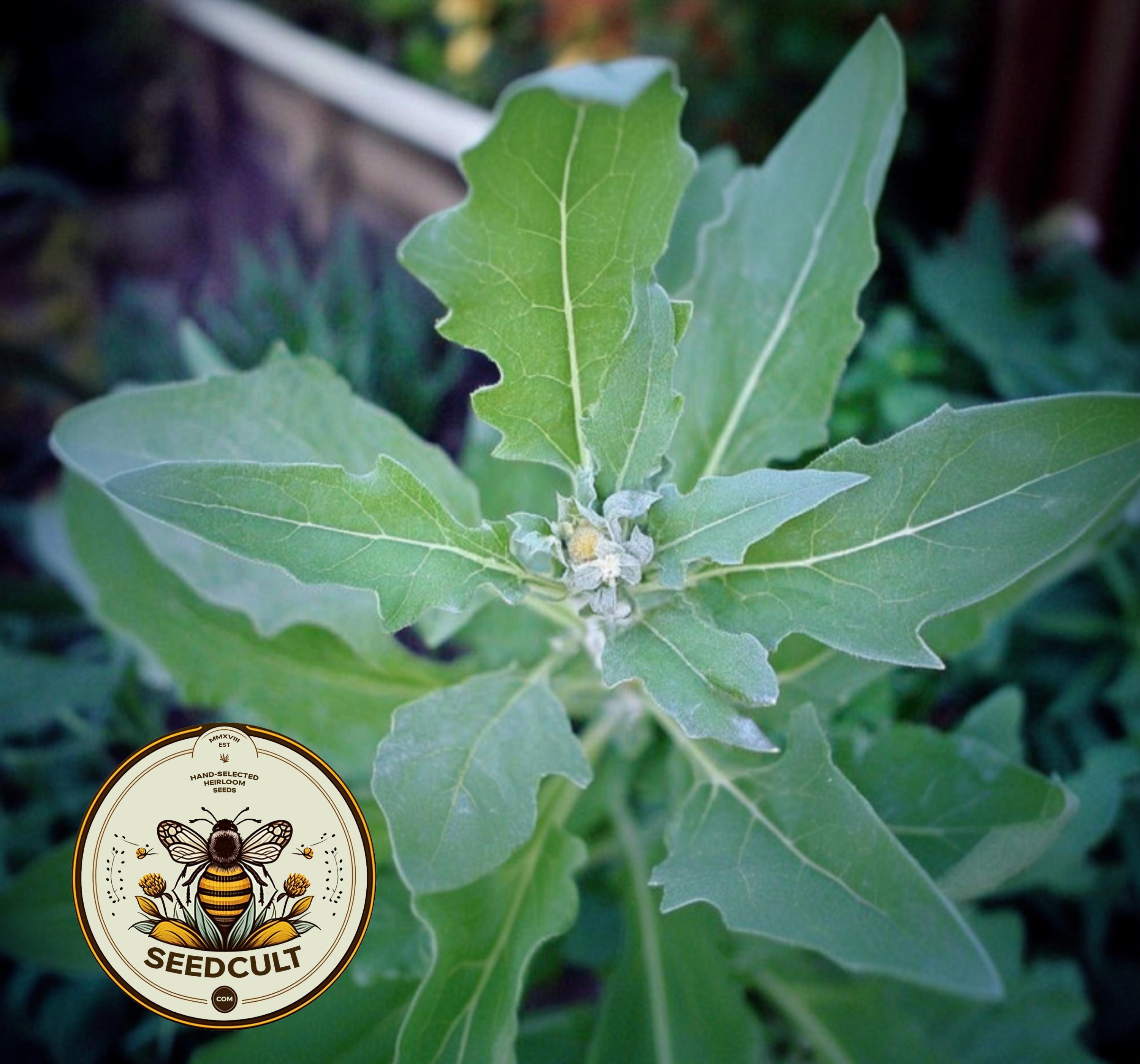 NEW! Fat Hen Seeds, Food Forest, Lamb's Quarters, Chenopodium Album, CP041C