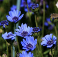 Felicia Blue Daisy Seeds, Felicia Heterophylla, Daises FE0150