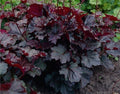 Bulk Emperor‚Äôs Cloak Heuchera Seeds, Coral Bells, Shade Plants, Indoor Plants, Heuchera Micrantha HE011C