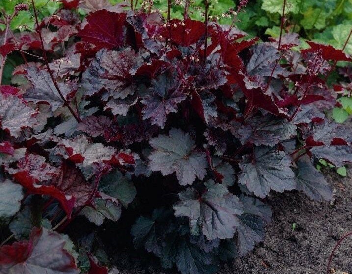 Bulk Emperor‚Äôs Cloak Heuchera Seeds, Coral Bells, Shade Plants, Indoor Plants, Heuchera Micrantha HE011C