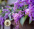 LILAC VINE, CORAL PEA, PURPLE CORAL PEA, FALSE SARSAPARILLA, HARDENBERGIA VIOLACEA