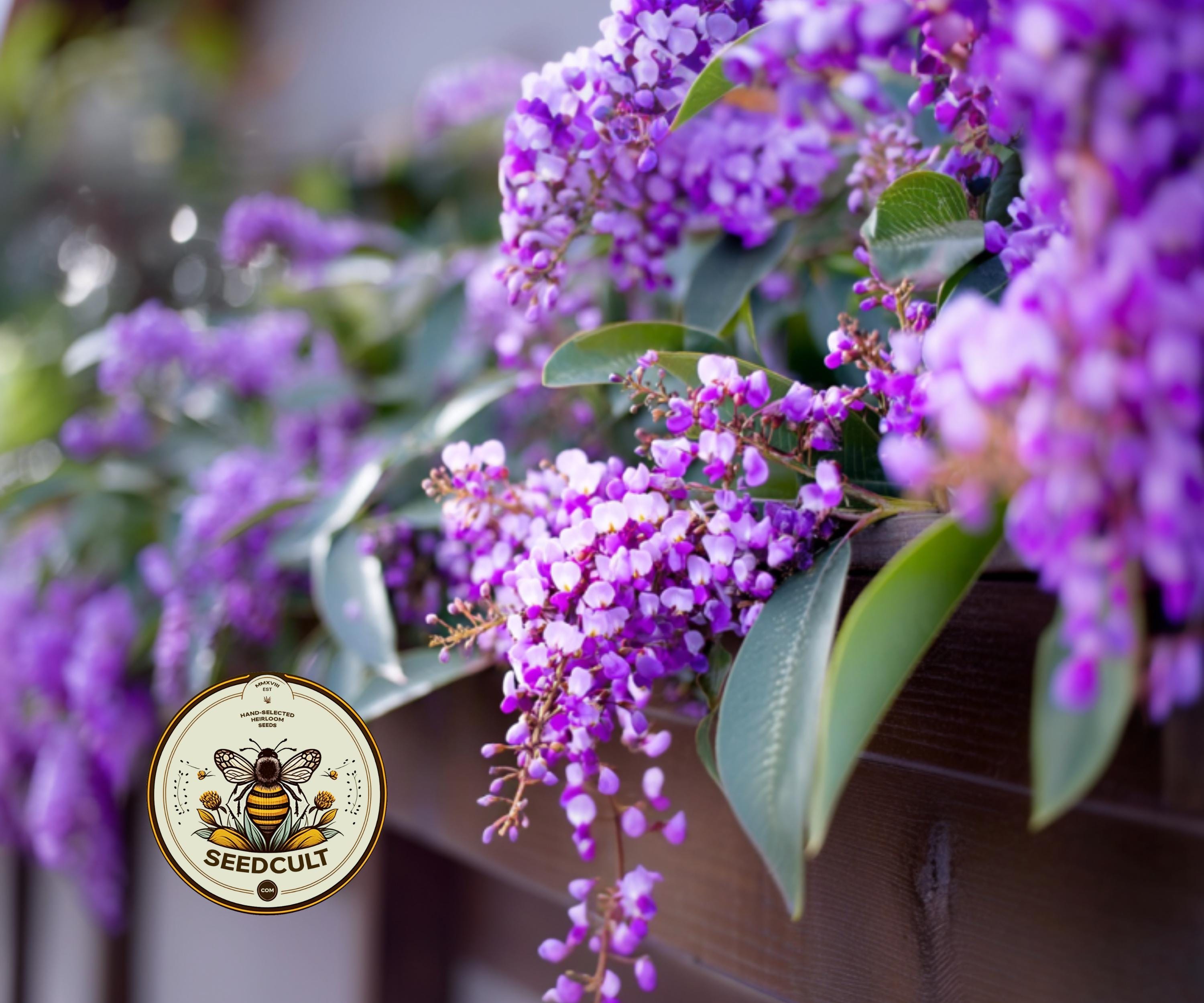 LILAC VINE, CORAL PEA, PURPLE CORAL PEA, FALSE SARSAPARILLA, HARDENBERGIA VIOLACEA