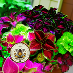 Rainbow Mix Coleus / Coleus blumei