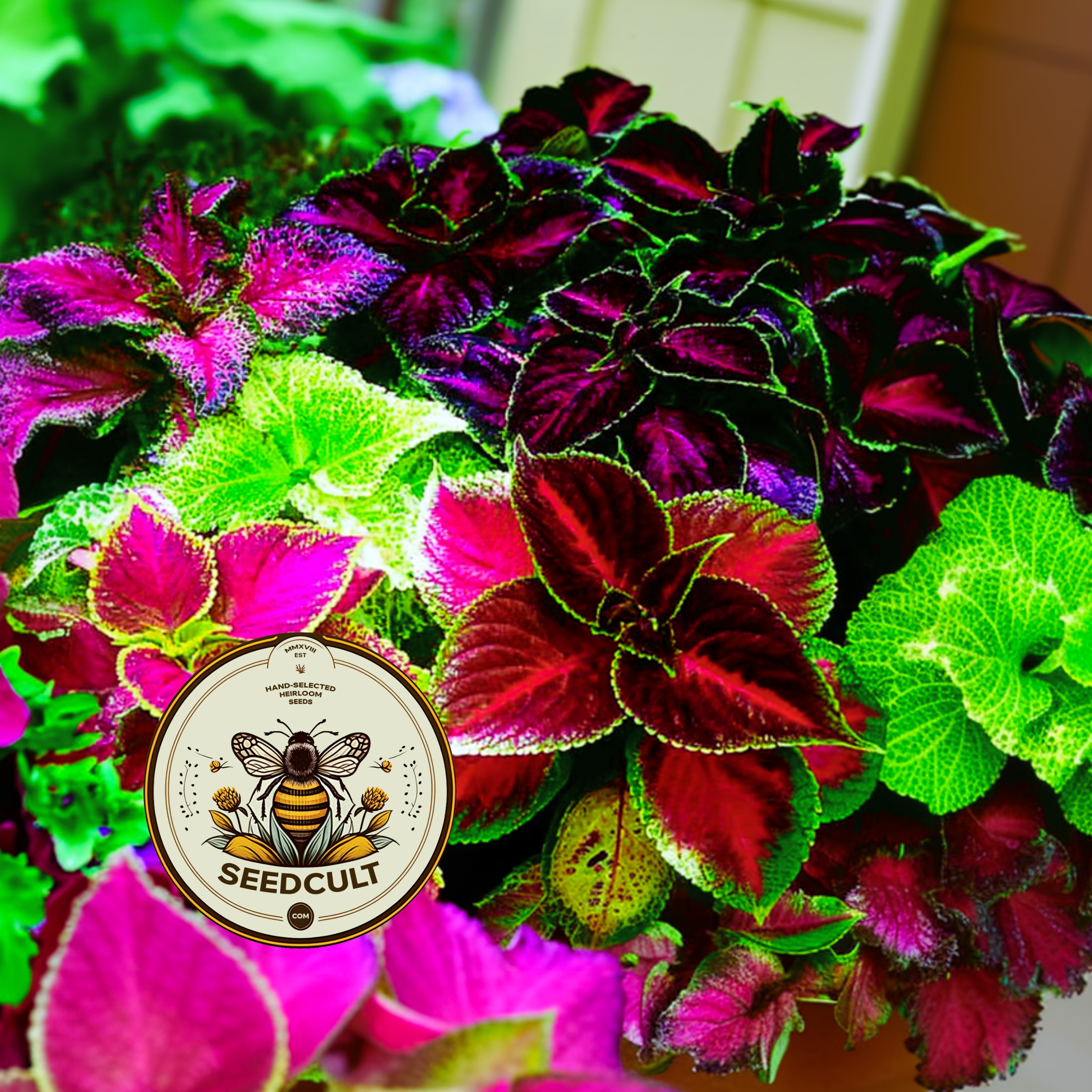 Rainbow Mix Coleus / Coleus blumei