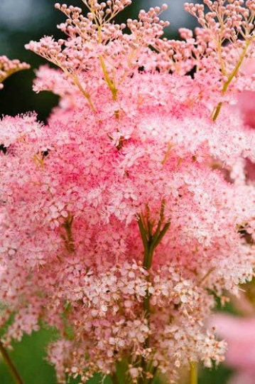 Queen of the Prairie Seeds, Filipendula Rubra FI0125