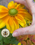 Prairie Sun Rudbeckia Seeds, Black Eyed Susan, Rudbeckia Hirta RU0925