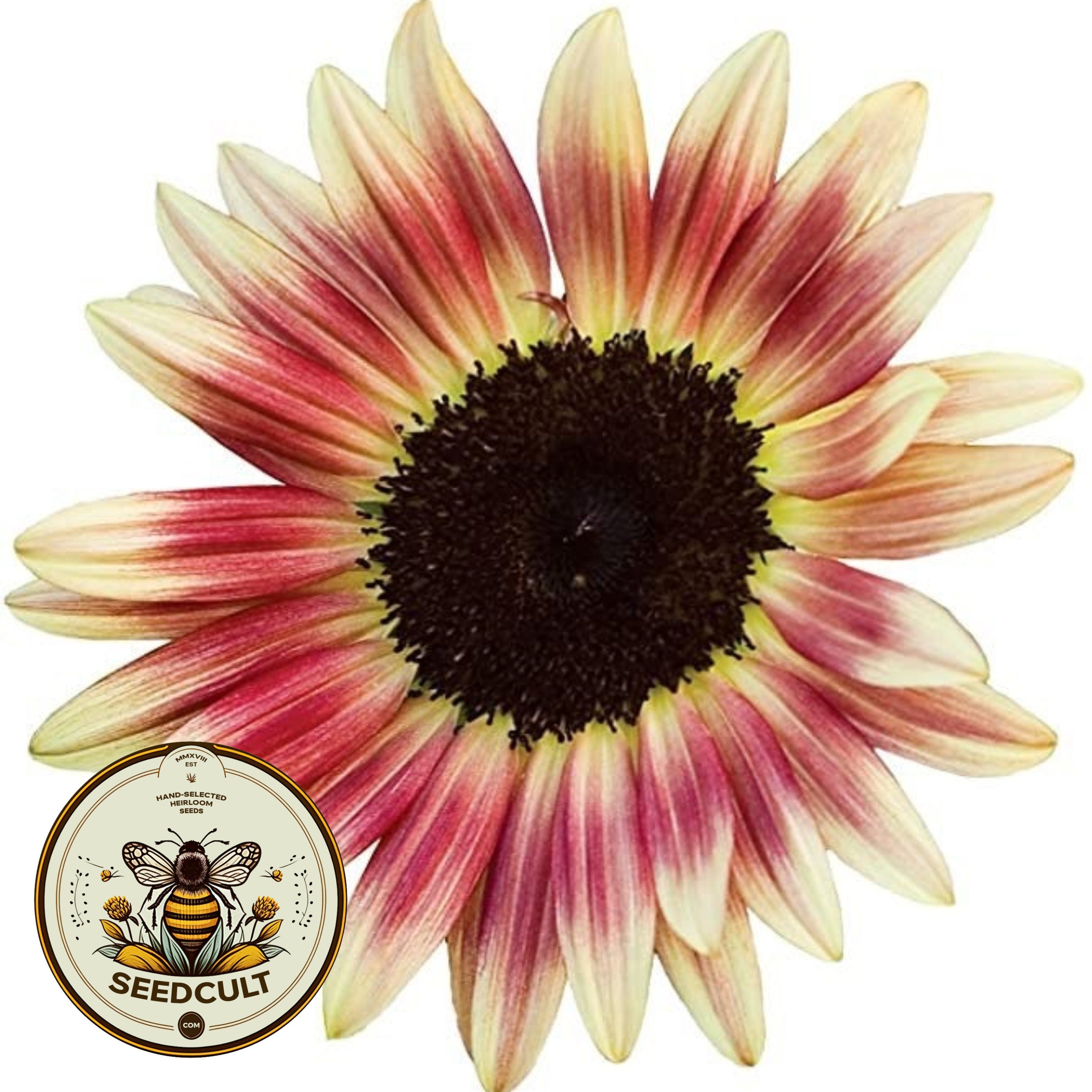 Strawberry Blonde Sunflower Seeds, Helianthus Annuum, Pink and Yellow Sunflower HA1720