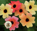 NEW! African Sunset Black Eyed Susan Vine Seeds, Thunbergia Alata, TH0410