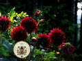 Bloody Mary Mix Dahlia Seeds, Dahlia Variablilis, DH1020