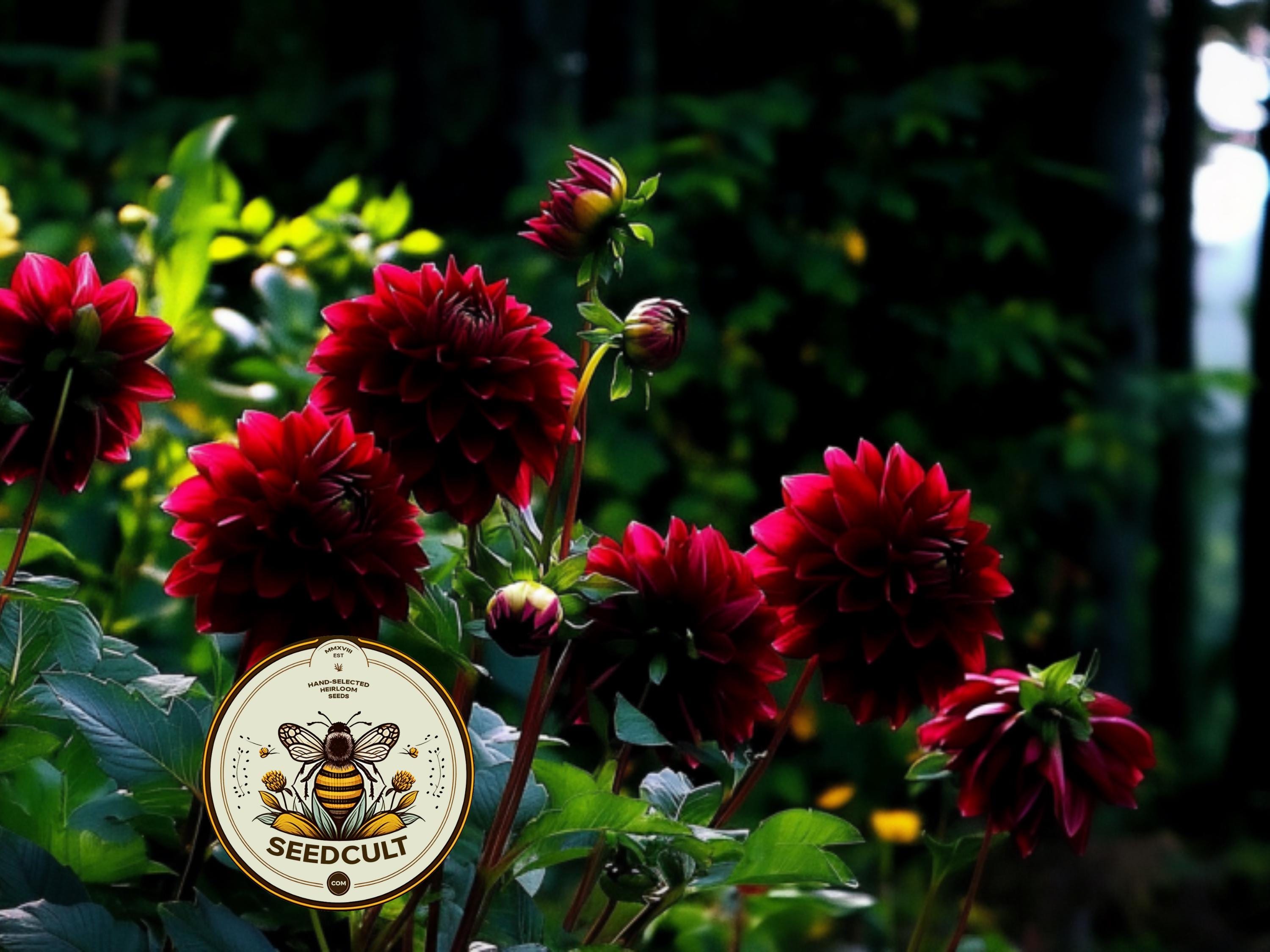 Bloody Mary Mix Dahlia Seeds, Dahlia Variablilis, DH1020