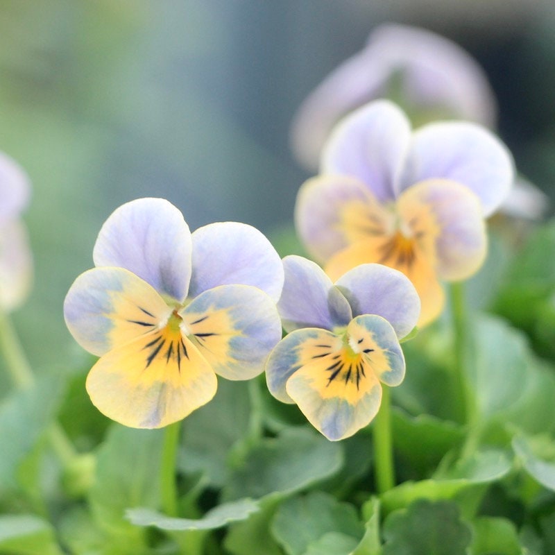 Miniola Heart Ice Blue Viola Seeds, Viola Hybrida VL1925