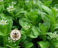 NEW! French Corn Salad Seeds, Medieval Food Forest, Perennial Vegetables, Valerianella Locusta, VA302C