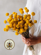 Billy Button Seeds, Craspedia, Billy Balls, Craspedia Globosa CD0150