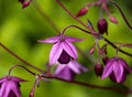 Rare Sugar Plum Fairy Columbine Seeds, Deep Purple Flowers, Flowering Shade Perennial, Semiaquilegia Ecalcarata AQ1210