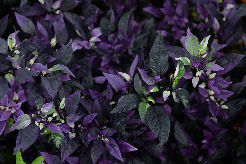 Gothic Purple Flash Variegated Hot Pepper Seeds, Organic Capsicum Annuum CH1210
