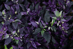 Gothic Purple Flash Variegated Hot Pepper Seeds, Organic Capsicum Annuum CH1210
