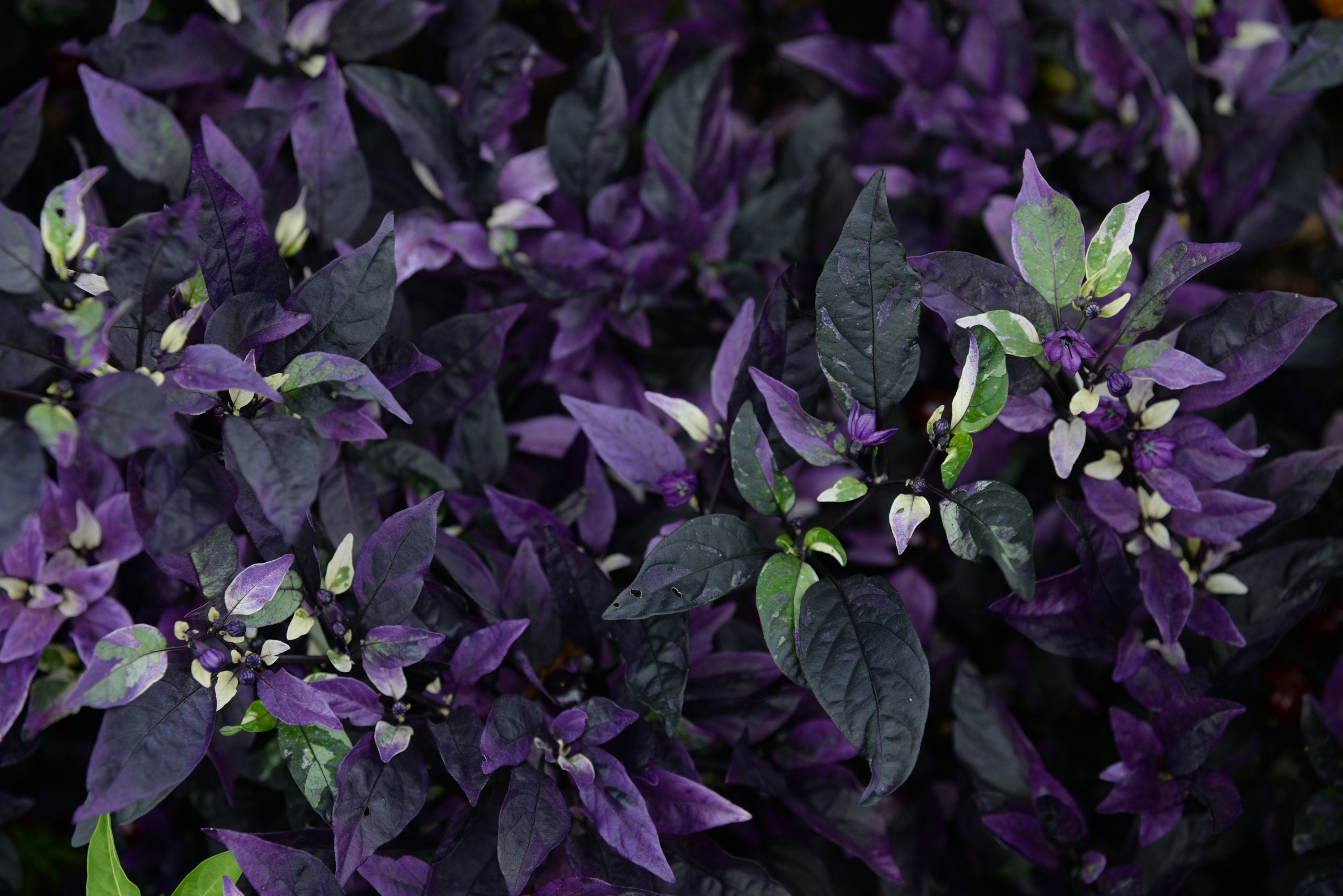 Gothic Purple Flash Variegated Hot Pepper Seeds, Organic Capsicum Annuum CH1210