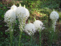 50 Bear Grass Seeds, Organic Xerophyllum Tenax XP0150