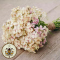 NEW! Creme Brulee Phlox Seeds, Phlox drummondii PH5150