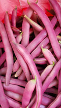 Tanya's Pink Pod Bush Snap Bean, Iridescent Pink, Organic Phaseolus Vulgaris PV0325